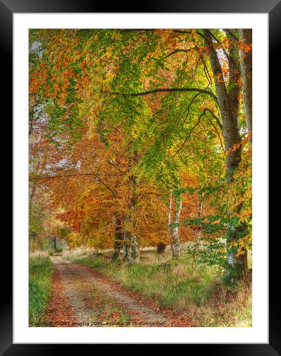 Birch and Beech Tree Track Speyside Scotland Framed Mounted Print by OBT imaging