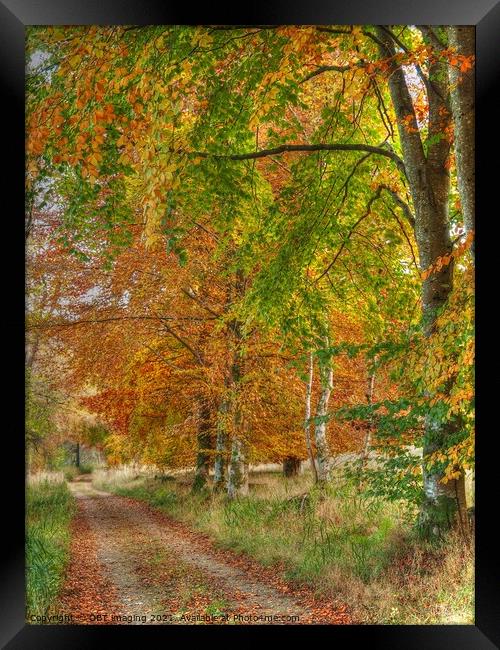 Birch and Beech Tree Track Speyside Scotland Framed Print by OBT imaging