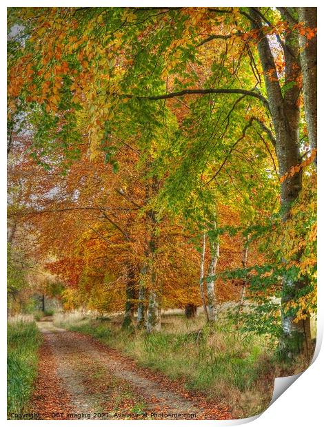 Birch and Beech Tree Track Speyside Scotland Print by OBT imaging