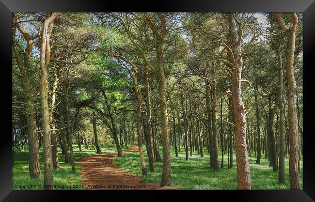 Enchanting Pine Forest Trail Framed Print by OBT imaging