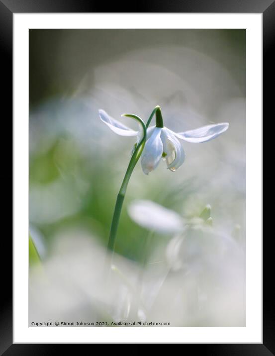 snowdrop flower close up Framed Mounted Print by Simon Johnson
