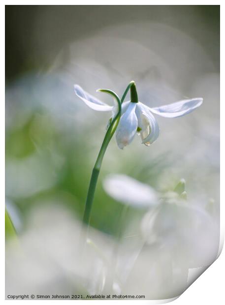 snowdrop flower close up Print by Simon Johnson