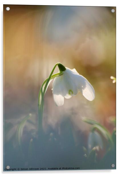 snowdrop flower Acrylic by Simon Johnson