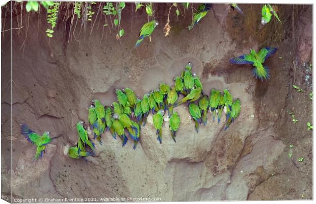 Mealy Parrots on Clay Lick Canvas Print by Graham Prentice