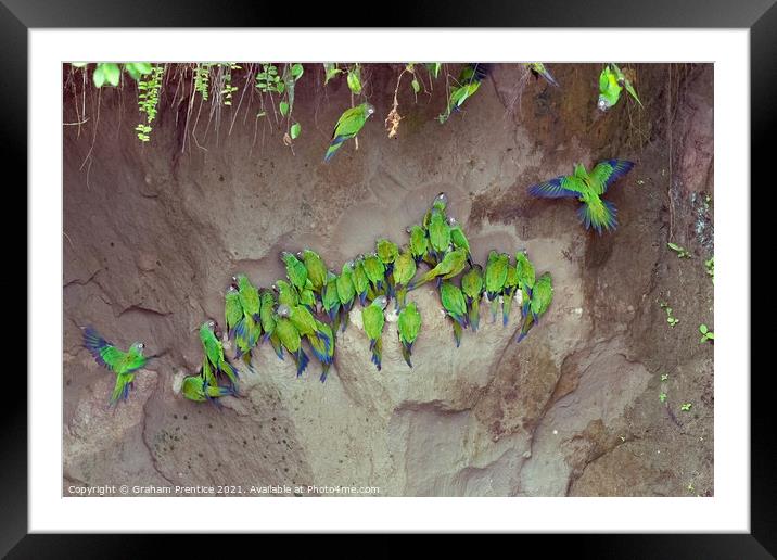 Mealy Parrots on Clay Lick Framed Mounted Print by Graham Prentice