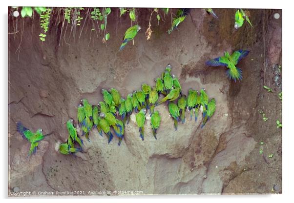 Mealy Parrots on Clay Lick Acrylic by Graham Prentice