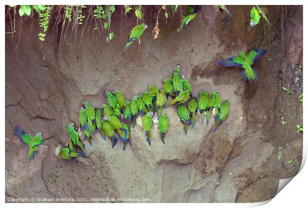 Mealy Parrots on Clay Lick Print by Graham Prentice
