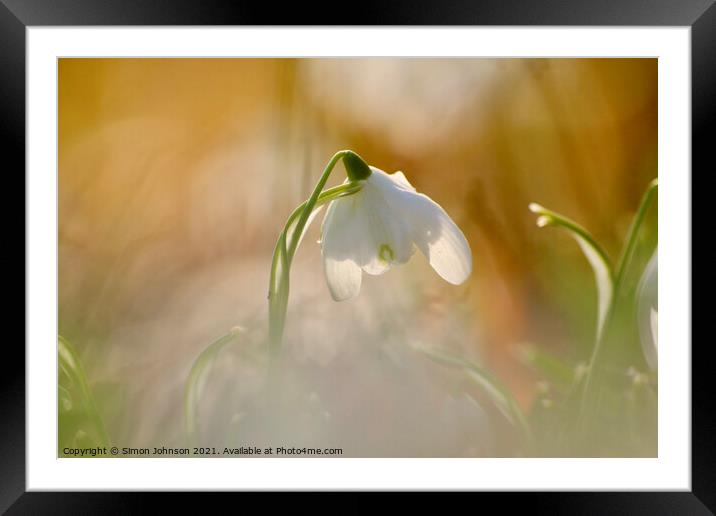 close of of backlit snowdrop Framed Mounted Print by Simon Johnson