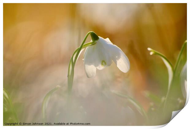 close of of backlit snowdrop Print by Simon Johnson