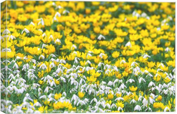 Spring Yellow Aconites and Common Snowdrops Canvas Print by Simon Marlow