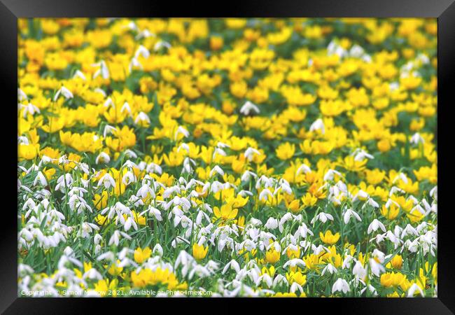 Spring Yellow Aconites and Common Snowdrops Framed Print by Simon Marlow
