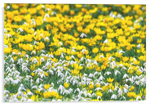 Spring Yellow Aconites and Common Snowdrops Acrylic by Simon Marlow