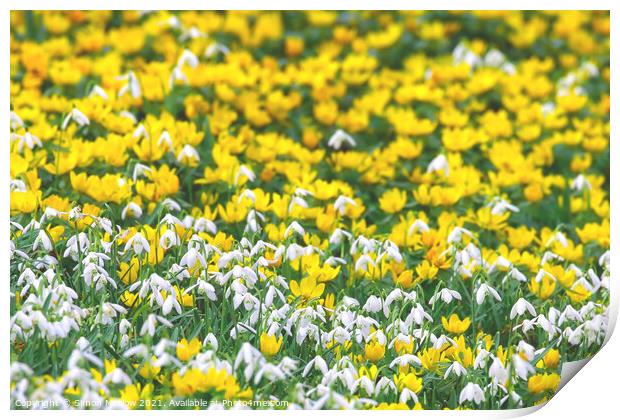 Spring Yellow Aconites and Common Snowdrops Print by Simon Marlow