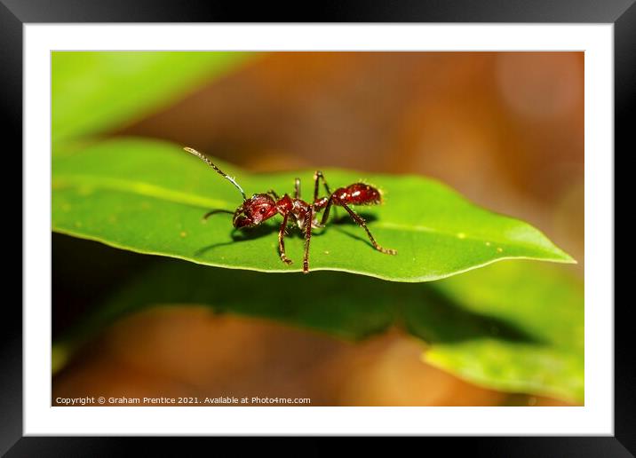 Bullet Ant Framed Mounted Print by Graham Prentice