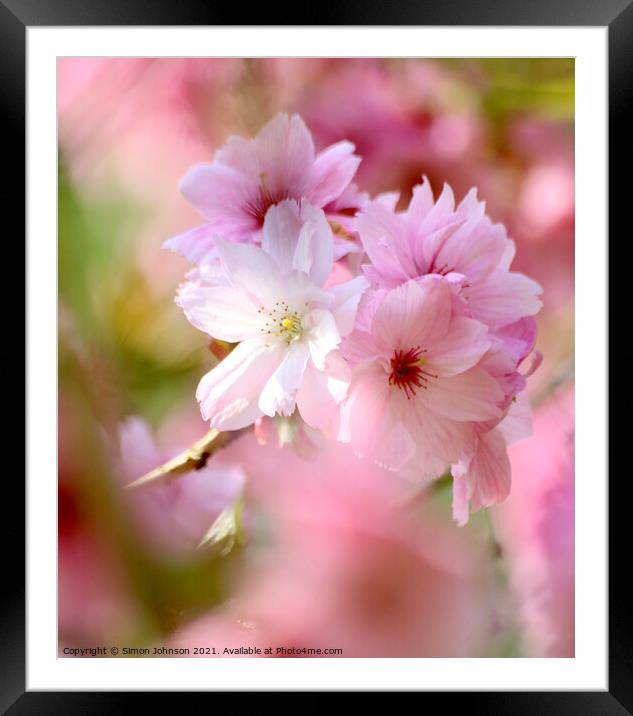 Diffused Cherry blossom Framed Mounted Print by Simon Johnson