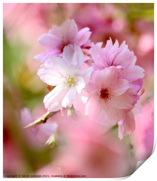 Diffused Cherry blossom Print by Simon Johnson