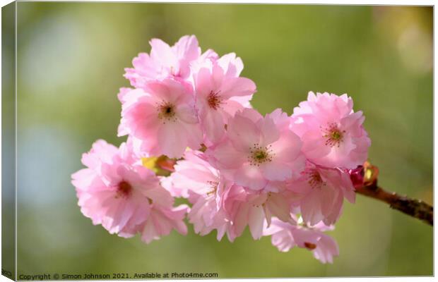 Pink. Cherry Blossom Canvas Print by Simon Johnson