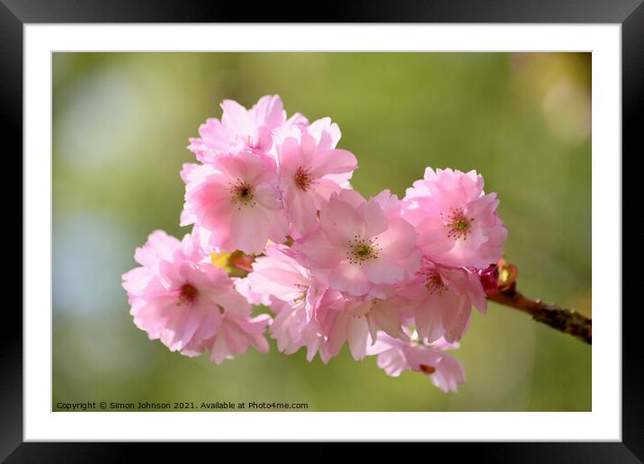 Pink. Cherry Blossom Framed Mounted Print by Simon Johnson