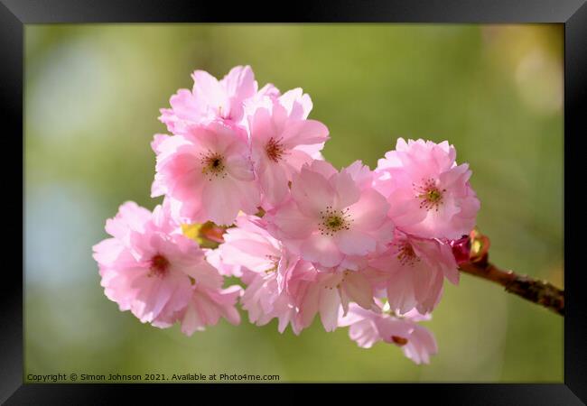 Pink. Cherry Blossom Framed Print by Simon Johnson