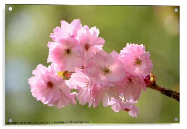 Pink. Cherry Blossom Acrylic by Simon Johnson