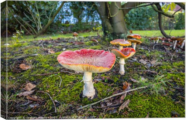 Fly Agaric Toadstools Canvas Print by Graham Prentice