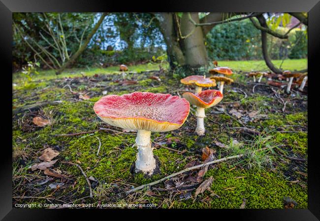 Fly Agaric Toadstools Framed Print by Graham Prentice