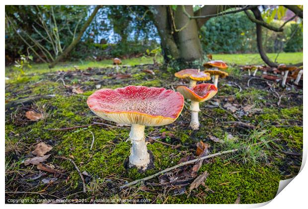 Fly Agaric Toadstools Print by Graham Prentice