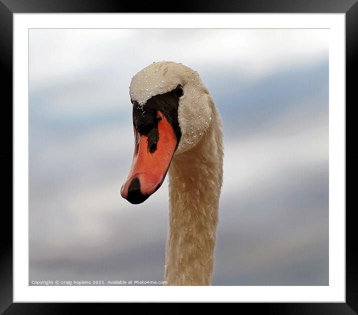 Royal swan Framed Mounted Print by craig hopkins