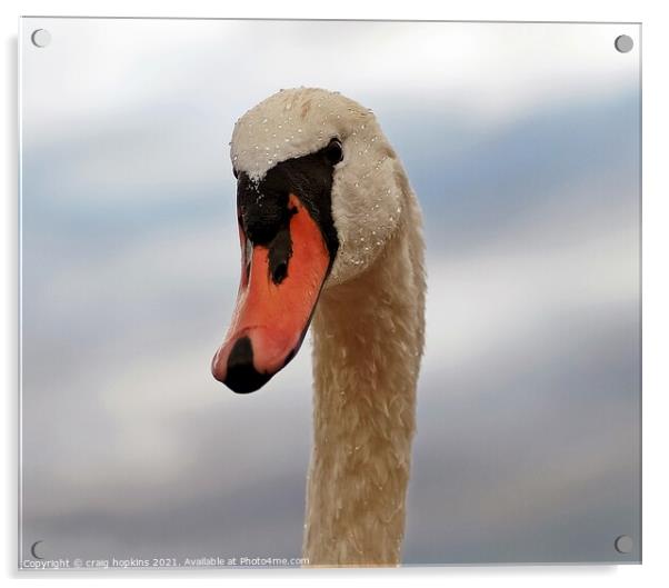 Royal swan Acrylic by craig hopkins