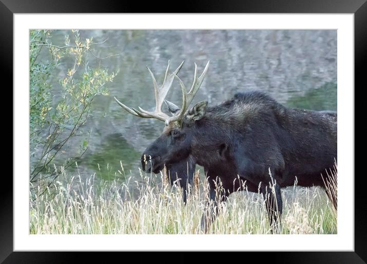 Bull Moose Walking Alongside Maroon Lake, No. 1 Framed Mounted Print by Belinda Greb