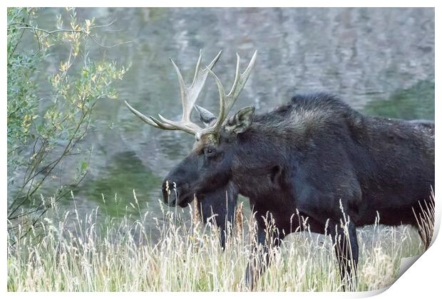 Bull Moose Walking Alongside Maroon Lake, No. 1 Print by Belinda Greb