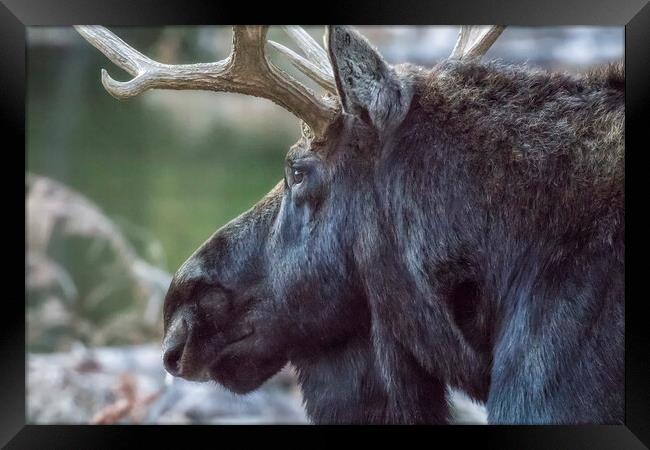 Close-up of a Bull Moose Framed Print by Belinda Greb
