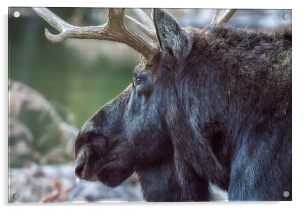 Close-up of a Bull Moose Acrylic by Belinda Greb