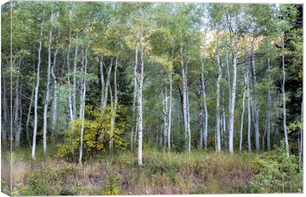 Aspens Along the Road to Maroon Bells, No. 1 Canvas Print by Belinda Greb