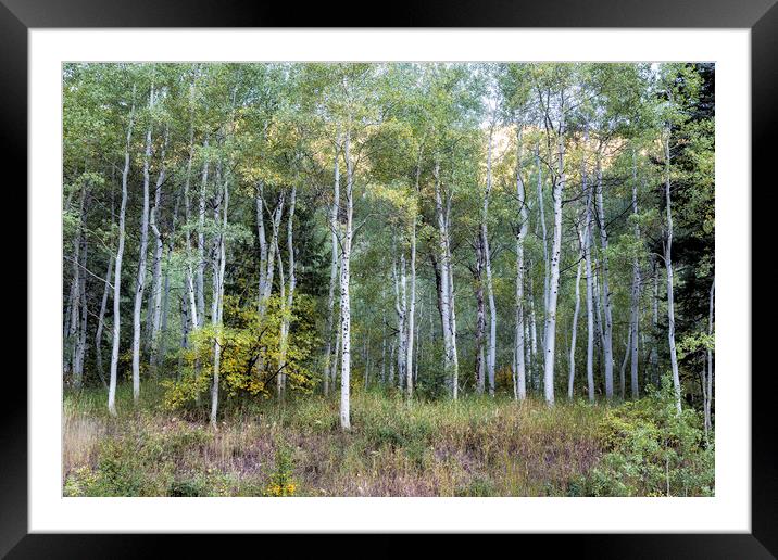 Aspens Along the Road to Maroon Bells, No. 1 Framed Mounted Print by Belinda Greb