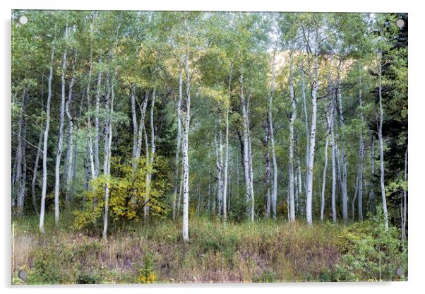 Aspens Along the Road to Maroon Bells, No. 1 Acrylic by Belinda Greb