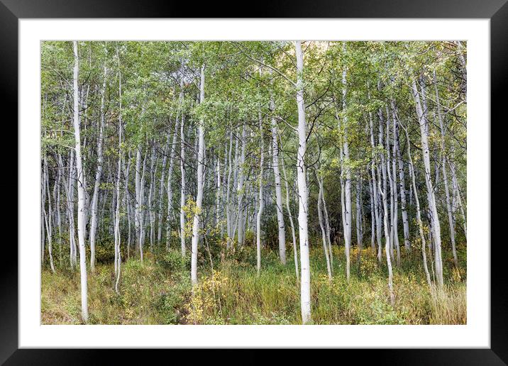 Aspens Along the Road to Maroon Bells, No. 2 Framed Mounted Print by Belinda Greb