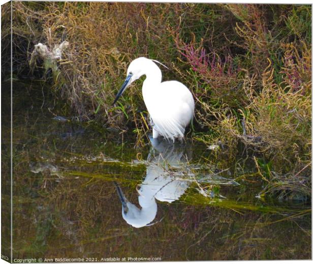 White heron looking at his reflection Canvas Print by Ann Biddlecombe