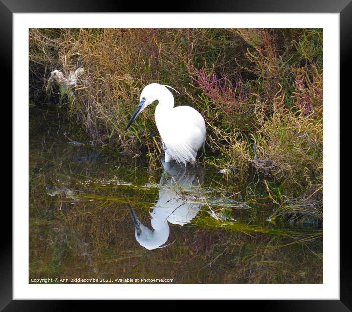 White heron looking at his reflection Framed Mounted Print by Ann Biddlecombe