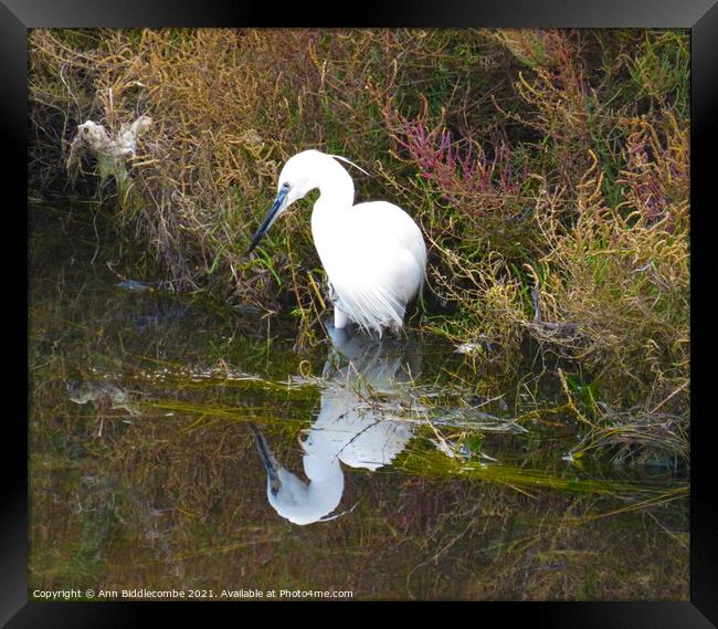 White heron looking at his reflection Framed Print by Ann Biddlecombe