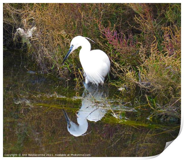 White heron looking at his reflection Print by Ann Biddlecombe