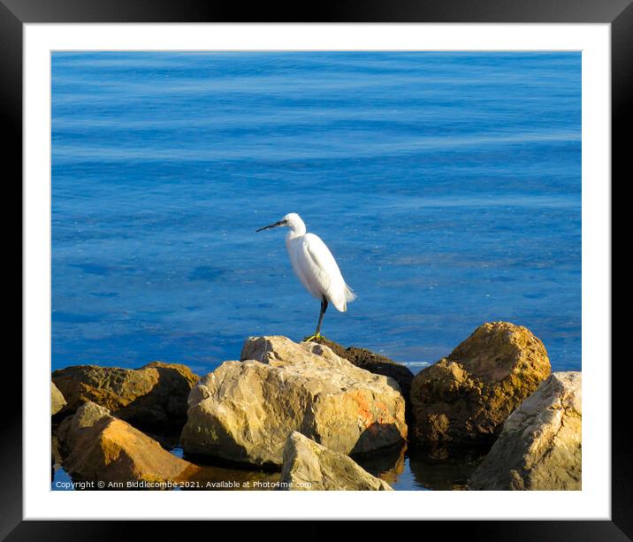 Egret looking for lunch Framed Mounted Print by Ann Biddlecombe