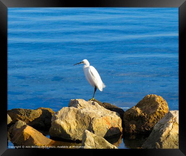 Egret looking for lunch Framed Print by Ann Biddlecombe