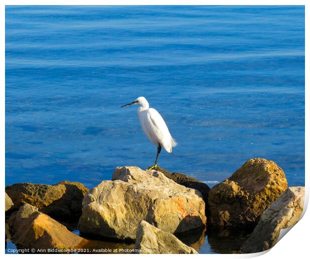 Egret looking for lunch Print by Ann Biddlecombe