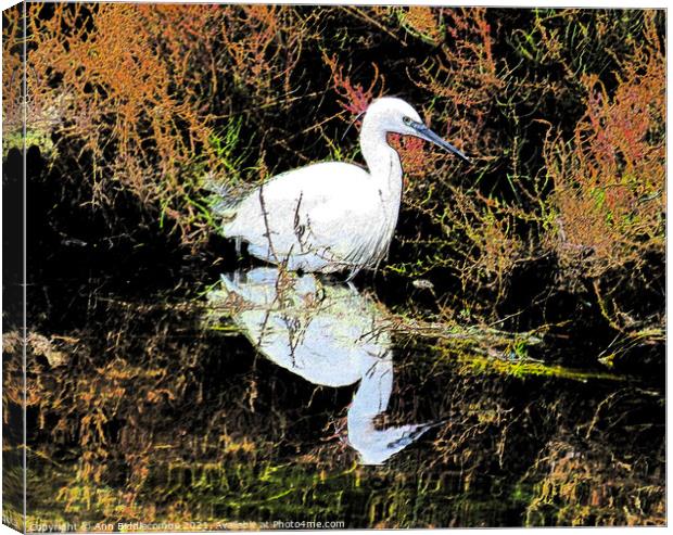 A snowy egret looking for food Canvas Print by Ann Biddlecombe