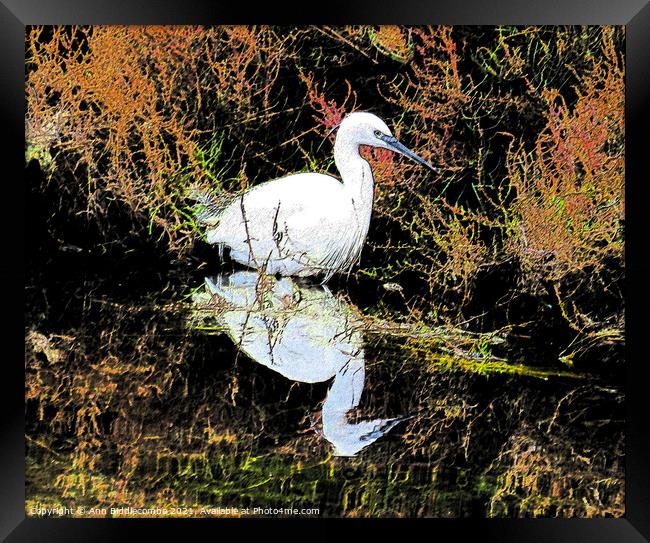 A snowy egret looking for food Framed Print by Ann Biddlecombe