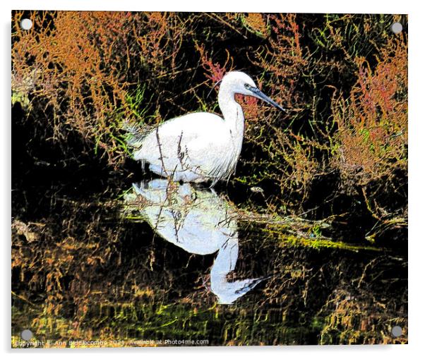 A snowy egret looking for food Acrylic by Ann Biddlecombe