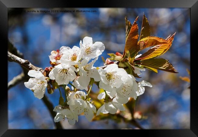 White flowers of cherry tree Framed Print by aurélie le moigne