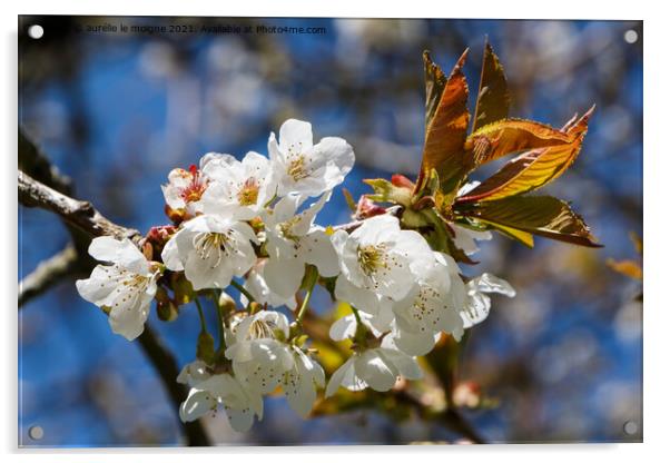 White flowers of cherry tree Acrylic by aurélie le moigne