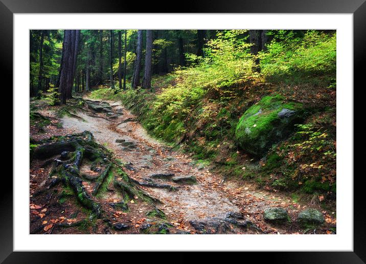 Autumn Forest Trail Framed Mounted Print by Artur Bogacki